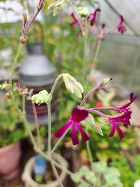 Die Kapland Pelargonium ist eine Heilpflanze. Aus ihren Wurzeln macht man Tinkturen und Auszüge, auch das Lunge Pulver von Hildegard Bingen besteht aus Pelargonium Pulver.Ihr Wachstum ist wesentlich unauffälliger als ihre Artgenossen, ich finde die Form und Farbe der Blüten wunderschön.