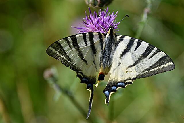 ...ist ein Schmetterling aus der Familie der Ritterfalter.