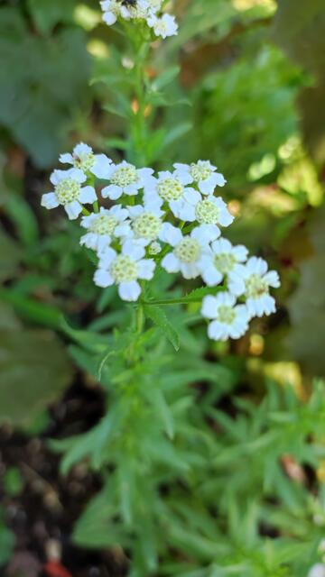 Das Muskatkraut ist nicht vielen bekannt. Es ist ein Garbengewächs, hat krampflösende Wirkung. Es wird bei Unterleibsbeschwerden und Magen Darm Krämpfe als Tee angewendet. Aber Vorsicht ist geboten, sie enthält Thynol als ätherisches Öl und ein wenig Blausäure, aber als Gewürz kann man sie nicht wirklich überdosieren.