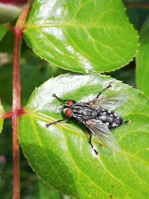 Foto: Elisabeth Paukovitsch