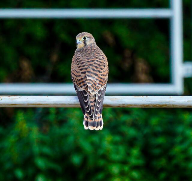 Turmfalke im Garten!