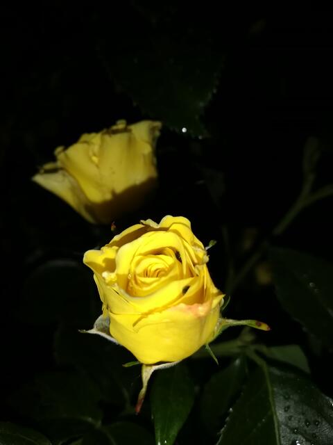 ... in der Nacht | Foto: Elisabeth Paukovitsch