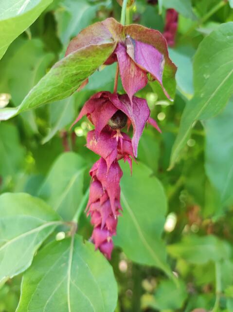 Die Karamell Beere gehört zu den Geißblatt Gewächsen, ich habe sie gekostet,es ist Wahr die Beere schmeckt nach Karamell. Als Genussbeere ist sie aber eher für Vögel gedacht, aber kosten kann man sie ruhig wie gesagt die Dosis macht das Gift.