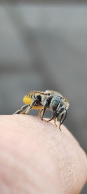 Sitze im Hof und trinke Kaffee, sie war sofort in mich verliebt.Hat gar nicht mehr losgelassen von meiner Hand. Es handelt sich um eine Zwergbuschbiene, mein Garten strotzt vor Vielfalt von Flora und Fauna.