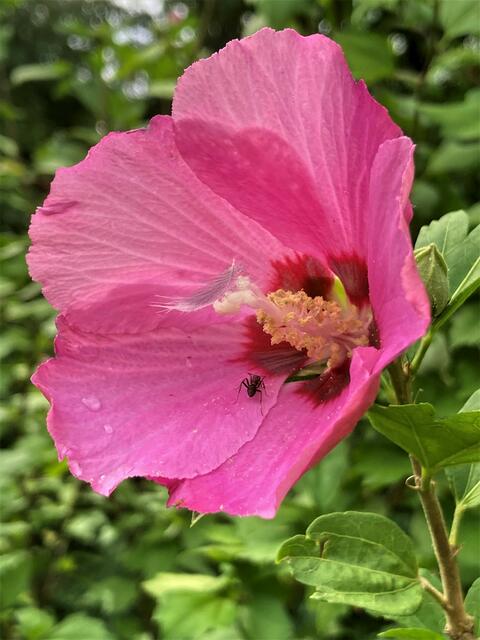 Eine Vogelfeder ist gelandet...