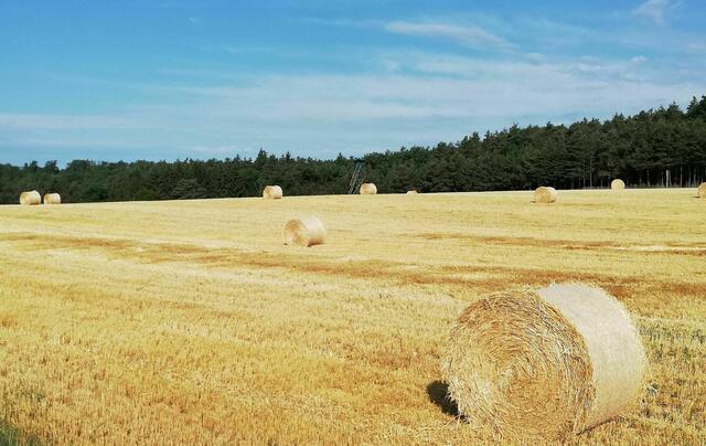 Die Getreideernte hat begonnen und Strohballen prägen die Landschaft.