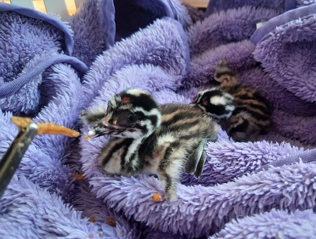 Die Haubentaucherküken bei der Fütterung in der Pfotenhilfe Lochen.  | Foto: PFOTENHILFE