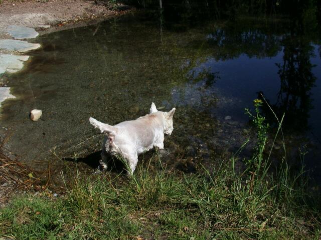 ... wo man das Wasser ohne Bedenken trinken, ... | Foto: Silvia Plischek