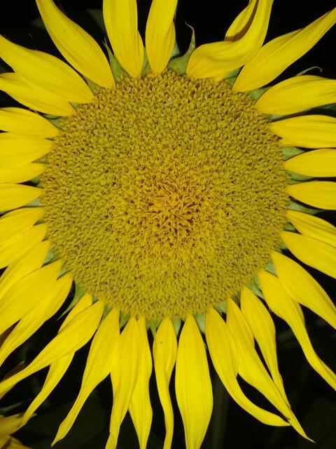 Sonnenblume | Foto: Elisabeth Paukovitsch