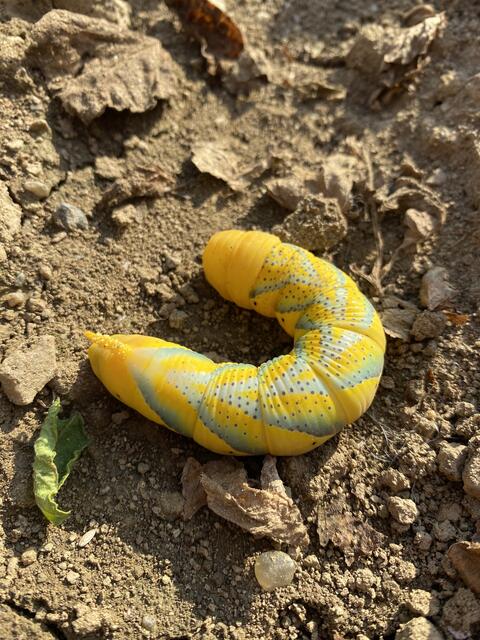 Raupe eines Totenkopfschwärmers | Foto: Marlen Wohlmuth