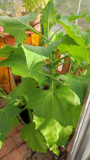 Meine Yacon wächst super stark, ich habe sie heuer das erste Mal angebaut.Bin durch Zufall auf diese Wunderknolle gestoßen. Sie ist eine Spezialität in den Anden. Man kann sie roh oder gekocht essen,das tolle an der Knolle ist das sie den Blutzucker Spiegel nur langsam hochfährt. Sie ist reich an Calium und Magnesium.Freue mich schon auf die erste Verkostung.