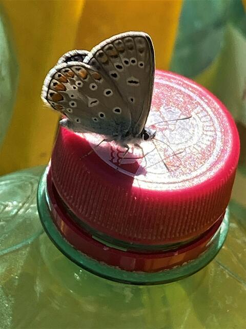 Ein durstiger Bläuling ?