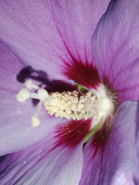 Hibiskusblüte | Foto: Elisabeth Paukovitsch