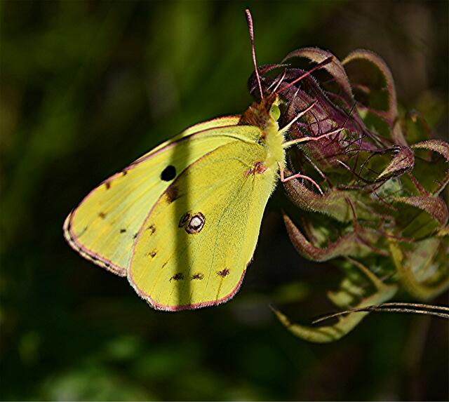 ...ist ein Schmetterling aus der Familie der Weißlinge.
