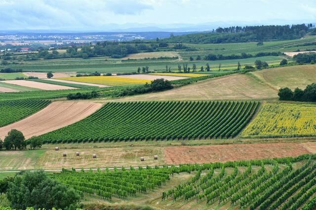 ...Weingärten Wiesen Wälder...
