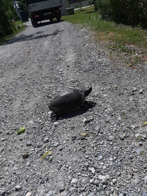 Im Schlosspark ist immer was los😄 | Foto: MJT'75