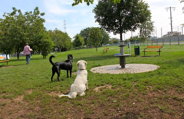 Mit einem Messer soll ein Mann eine 27-jährige Frau in der Hundezone in Wien Leopoldstadt bedroht haben. Zudem habe er ihrem Hund mit einem Fußtritt verletzt. | Foto: Ulrike Kozeschnik-Schlick (Symbolbild)