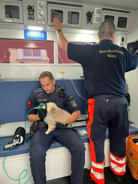 "Auf alle Felle" – das Wortspiel konnte sich die Polizei nicht verkneifen – "verbesserte sich der Zustand des Hundes rasch und er konnte zur weiteren Pflege entlassen werden", heißt es in einem Beitrag am Montag.
 | Foto: LPD Wien