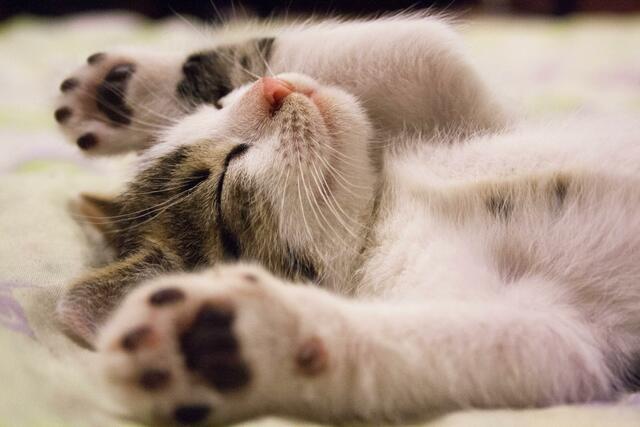 Am Weltkatzentag einfach mal ausschlafen. | Foto: pixabay