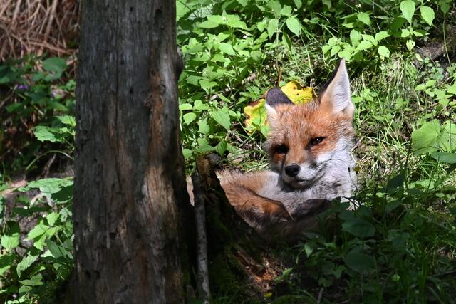 Foto: Waldpark Hochreiter