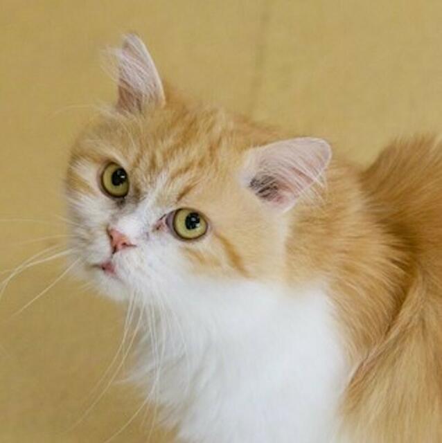 Findus ist launenhaft, kann aber mit der Zeit sehr zutraulich sein. | Foto: Tierschutz Austria