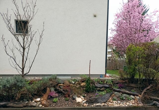 Mitte März: Frühblühende heimische Bodendecker verschönern bereits das Bild, während die Blutpflaume im Hintergrund ihre Blütenpracht entfaltet. Eine Kinderstube für bestäubende Wildbienen wird künftig das Schwemmholz bilden. | Foto: Eckhart Herbe