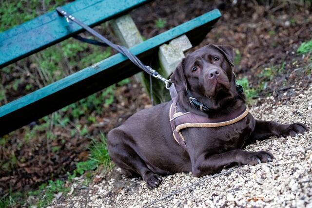 Ein Hund biss eine 18-Jährige in den rechten Unterarm.  | Foto: Fotokerschi.at
