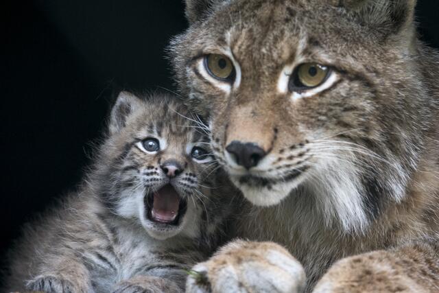 Seit Juni begeistern im Tierpark Ferleiten junge Luchse die Besucher. | Foto: Daniel Schwab-Naturfotografie
