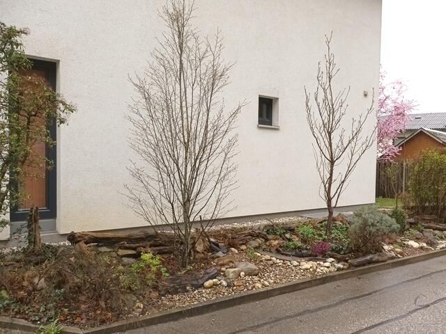 Mitte März: Der Vorgarten kurz nach Anlage. Selbst gesammeltes Schwemmholz und Kiesel sind kostenloses schönes Baumaterial | Foto: Eckhart Herbe