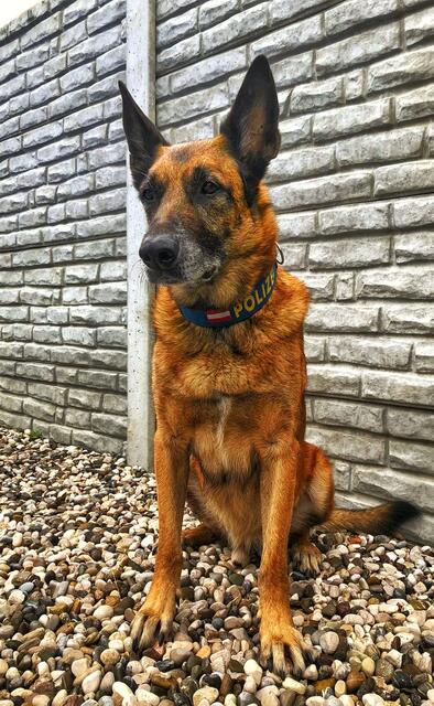 Eine Spürnase vor dem Herrn: Polizeidiensthund "Tiger" | Foto: LPD Wien