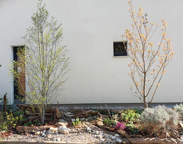 Mitte April: Grünes Laub an Säulenbuche und Zierkirsche und weitere Blüten machen den Vorgarten zunehmend bunter. | Foto: Eckhart Herbe