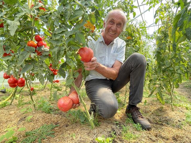 Am Gabelmacher-Hof wird das Gemüse erst kurz vor dem Verkauf geerntet. Franz Putzhammer pflückt die Tomaten frisch von der Staude und weiß: "In der Frische liegt die Nische."  | Foto: sm