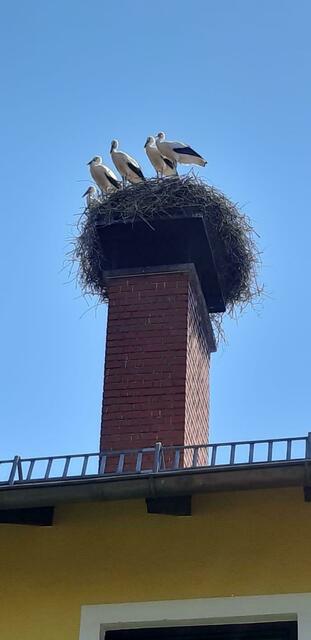 Eine Augenweide ist die große Storchenfamilie. | Foto: Hermann Kaufmann