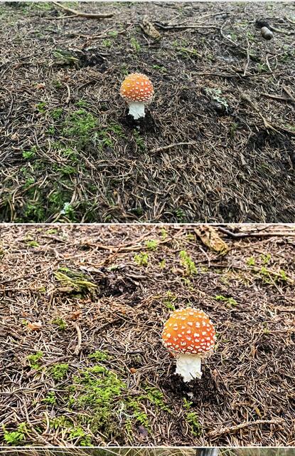 Mit unserem App-Tipp der Woche "Lightroom" können auf hohem Niveau Fotos bearbeitet werden. Lightroom gibt es kostenlos für IOS und Android. In-App-Käufe ermöglichen weitere Funktionen. | Foto: Screenshot