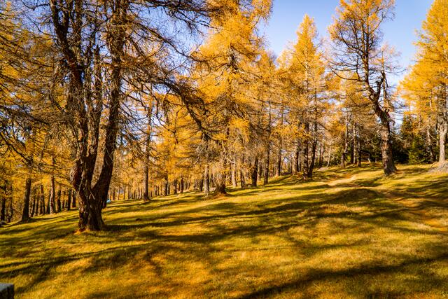 Die Eulenwiesen im Herbst – ein ganz besonderer Naturschauplatz. | Foto: Michael Spiehs