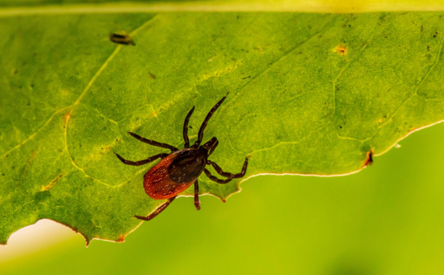 Weil sie FSME-Viren und Borreliose-Bakterien übertragen können, sind Zecken für Menschen eine ernstzunehmende Gefahr. | Foto: Erik Karits/unsplash.com