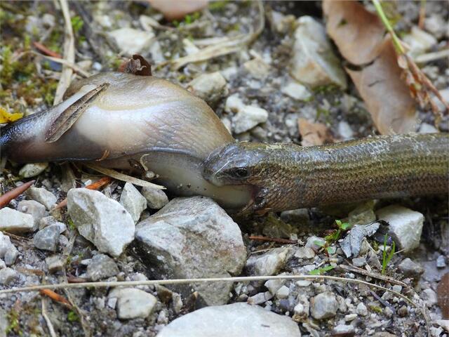 Auf dem Speiseplan der Blindschleiche stehen Schnecken, Regenwürmer, Insekten und Spinnentiere. | Foto: © naturbeobachtung.at/Bernd Tobler