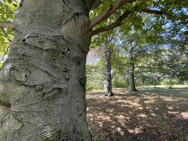 Alte Baumriesen wohin das Auge blickt. | Foto: zVg
