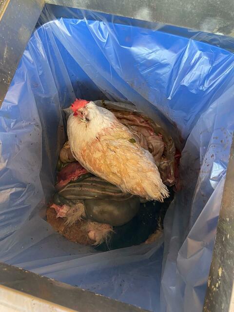Ein lebendes Huhn wurde in einer Tierkörperverwertungstonne in Molln „entsorgt“  | Foto: Heribert K.