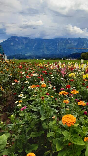 Auch Blumen gibt es von der Familie Esterer. | Foto: Esterer