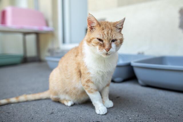 Der sechsjährige Kater freut sich auf sein neues Zuhause. | Foto: Tierheim Linz