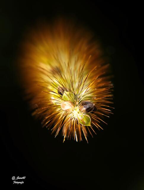 ..........das Feuerwerk der Natur .......