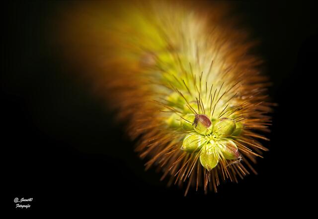..........die Natur ist immer faszinierend .....