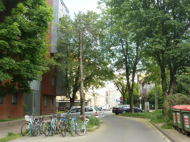 Gute zwei Monate nach der Kappung, etwa Ende Mai ist noch etwas Grünzeug erkennbar...
