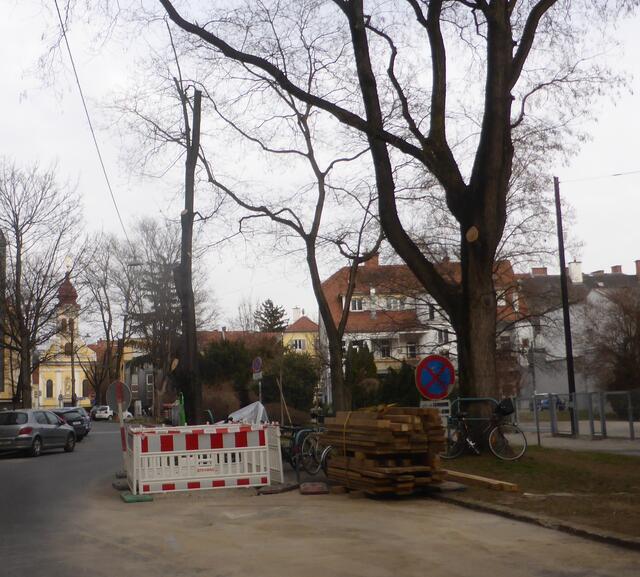 Kappung beim westlichen Bergahorn in der Muchargasse Anfang März 2022.
Wie lange wird so ein gepflegter Baum wohl überleben?