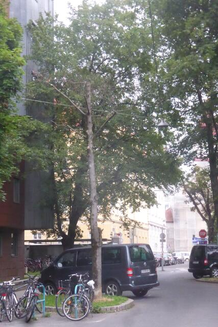 Am 22. Juni 2022 etwa 14 Wochen nach der Kappung ist der  Bergahorn dann zum Großteil abgestorben.
Operation gelungen - Patient tot!