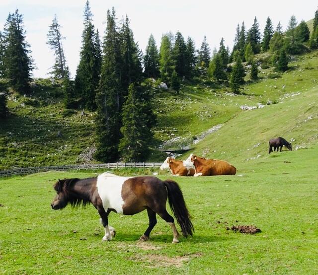 Ungefähr 270 wunderschöne Tiere, seien es Pferde, Rinder oder Esel, genießen die Sommerweide auf dem Dobratsch.