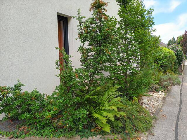 Mitte August: Die große Lavendelstaude im Bildhintergrund ist abgeblüht, dafür sorgen nun die im Frühjahr zartblühenden Feuerdorn- und Zwergmispelsträucher mit ihren orangen Beeren für Farbe. | Foto: Eckhart Herbe