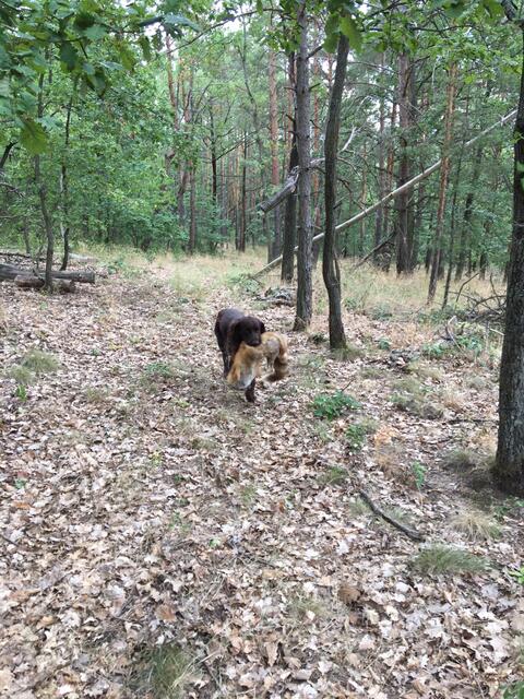 Bei der Station „tierische Jagdhelfer“ wurde vermittelt, was unsere Jagdhunde im Alltag leisten