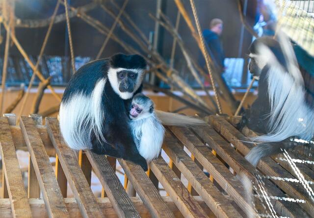 Beim Tiergartenfest warten Tiergartenführungen, Kinderschminken und vieles mehr auf die Besucherinnen und Besucher. | Foto: Stadt Wels